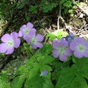 violet kim - @violetkkim - Twitter