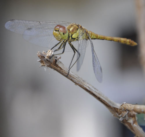 ivadonafets's profile picture. 