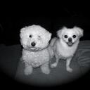 Terri Adamson - @terriadamson - Twitter