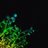 mez_spy's profile image