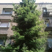 TNForest (@tnforest) 's Twitter Profile