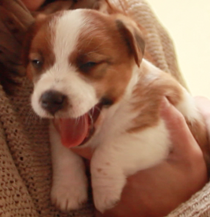 TheDogBob's profile picture. 