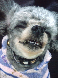 Ss 今朝から目覚ましアラーム音を にわとりサンバ と言う コケコッコー と言う鶏の雄叫びから始まる曲 にしたら なんかビミョーに腹が立った E