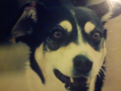 adoro a los animales!!!