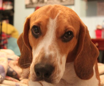 laperracoca's profile picture. Perrina.Amante del Milán.Muerdo cojines y hago mis necesidades en el pasillo.Croquetista.