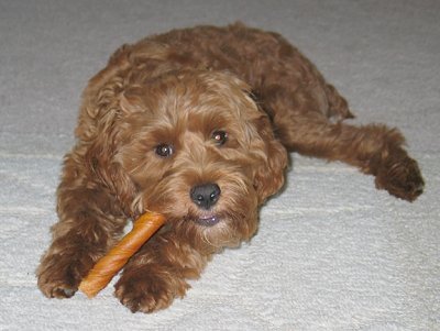 Loving, funny, furry, very clean, good sense of humour