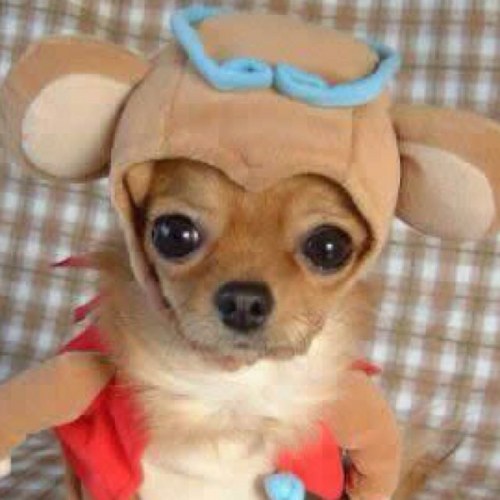 CarloC75's profile picture. Geek^2