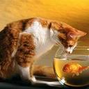 Toby Katz - @KatzToby - Twitter