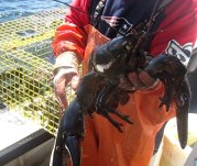 Professional music journalist currently writing THE LOBSTER THIEF, a coastal New England murder-mystery for lovers of literary fiction. And lobsta rolls.