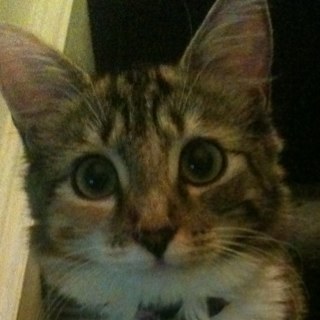 vicki1152's profile picture. 