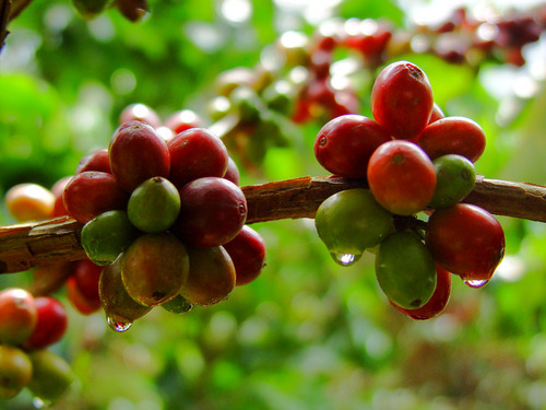 Coffee Genomics Profile