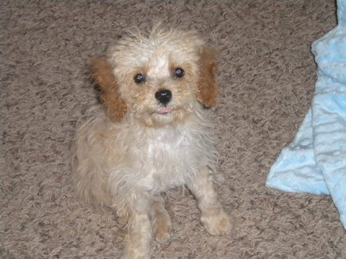 LaSvS's profile picture. 