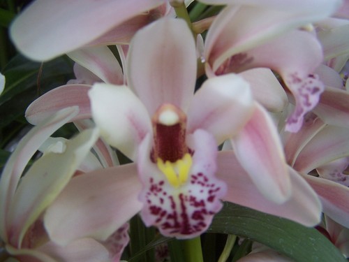 yummylovelygf's profile picture. Gluten and dairy free baked goods utilizing vegetables as key.Sweet Potato n More Loaf, Carrotalicious Cake & Zuccinni-eeny-myny-mo Muffins! Orders taken! Peace