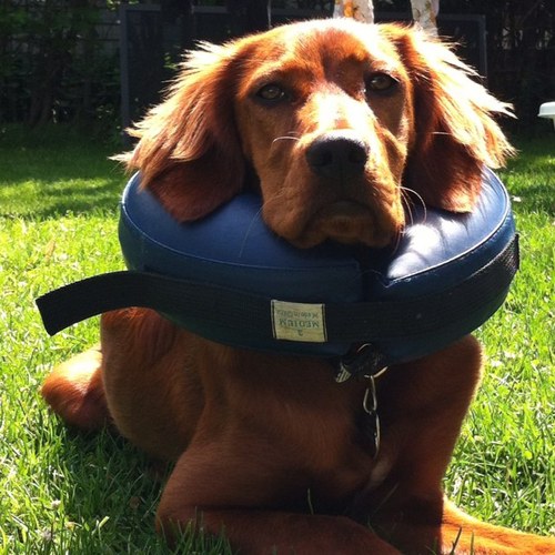 snoreyrory's profile picture. 