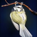 Sharon Atchison - @NancyMadeMe - Twitter