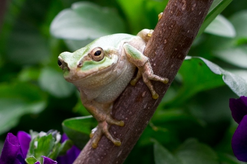 jinpagogo's profile picture. Jinpa, Kaityo or something like that.