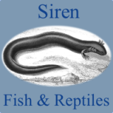 Siren Fish & Reptile