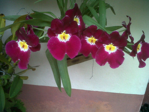 leonorlezama's profile picture. 