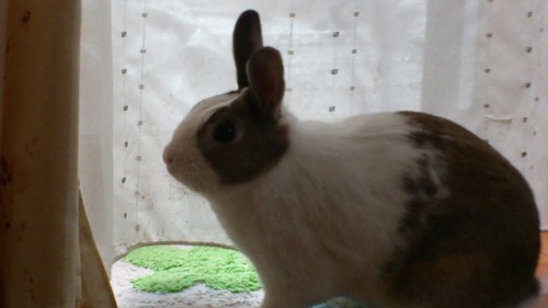 ７歳のうさぎげんちゃんの飼い主です。🐰げんちゃんは2018年3月31日にお月様へ旅立ちました。今は諸事情の為うさぎさんをお迎えする事が出来ませんが皆さんの投稿されるうさぎさんを見て癒されています！ うさぎさん垢を拝見すると可愛いくて無言フォローさせていただく事も多いです。よろしくお願い致します🐰