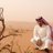 mshalalbuati's profile image