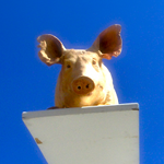 ndrcng's profile picture. Occhio...