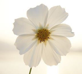 1년에 100권읽기 / 책을 읽으면서 좋은 글이나 생각을 트위터에 적어요 /
