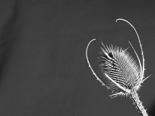 olexua's profile picture. 