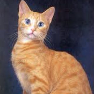 Anything_Cats's profile picture. Quotes, problems, and facts about Cats!                      TEAM FOLLOWBACK!