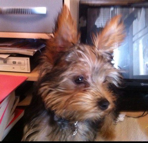 sangohan047's profile picture. No matter what you say or what you do. you can't escape your fate when it strikes down on too YOU !! yes am a fan of godzilla hail to king of monsters !!