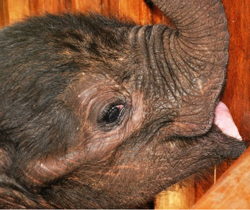 Jumbo Foundation Elephant Orphanage 
Registered non profit organisation, caring for large wild animals that are milk dependent until ready to be released