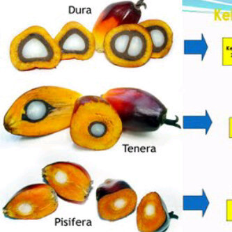 antoniabay's profile picture. Ayo kita jadi pengusaha,mengawalinya dari yg kecil dulu,pabrik kelapa sawit juga dari yg mini dulu,gabung yuk