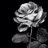 bobsilverrose's profile image