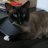 Charlie_Meows's profile image