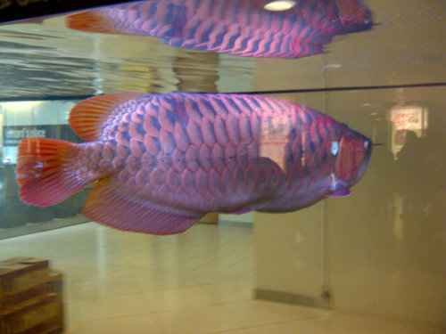 KatumbeL's profile picture. Sakit Penyakit Menyakitkan Pesakitan,yg Kesakitan,,,