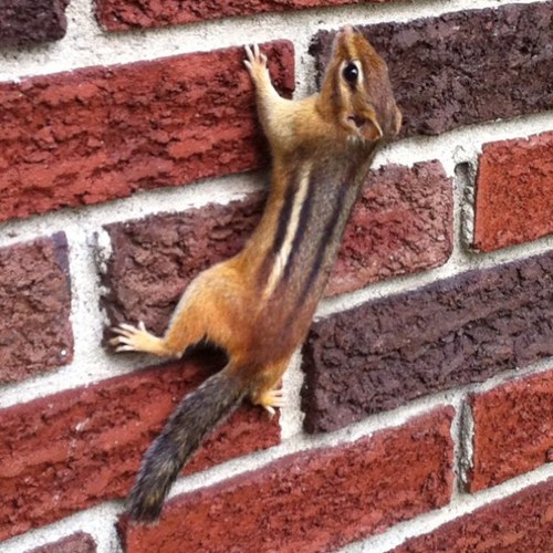 iskaiska's profile picture. 