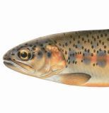 The Western Native Trout Initiative is a public-private partnership to conserve, protect and restore the last, best places for native trout across the West.