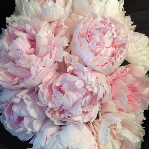 Wife. Mother. Swiftie. Happy. #Resist Don’t be fooled by the pretty pink flowers, I am not polite #FuckTrump 🌊🌊🌊🌊🌊