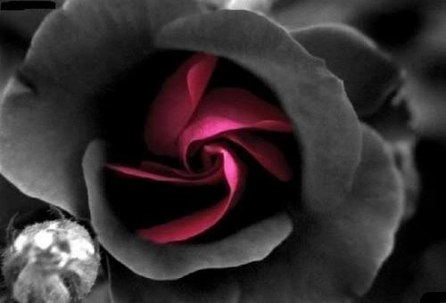 pussycat_Aurich's profile picture. 