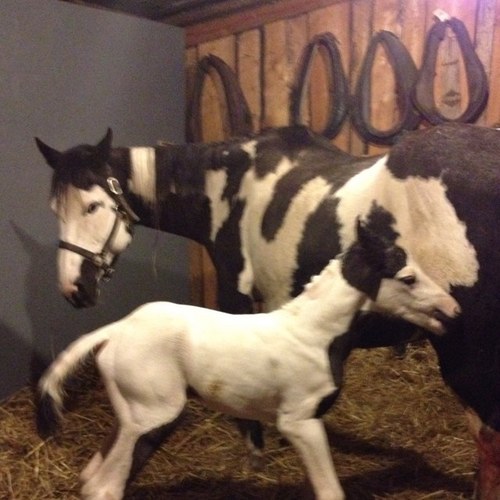 PbnRanch's profile picture. Hi, We are a family run horse ranch, raising black & white APHA horses. Providing quality horses from show rings to reiners to everyday pleasure horses