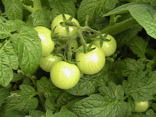 FarmFlorida's profile picture. 