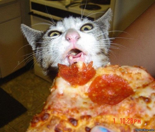 The Pizza Cat ThePizzaCat Twitter the-pizza-cat-thepizzacat-twitter