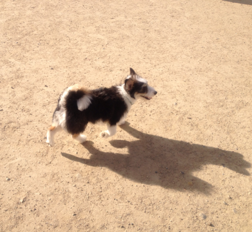 NB_CROSS's profile picture. ロードスター(NB→ND) / 飛鳥カナ配列 / Colemak / MacBook Pro / キーボード / 親指シフト / 電子回路 / C / Ruby / Python / JavaScript / AutoHotkey / 3Dモデリング / フォント / キーボード配列の変態さには定評があります