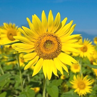 rimoa (@rimoa0) 's Twitter Profile