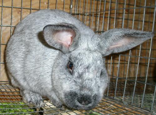 MacRabbitry's profile picture. I raise Champagne D'Argent, New Zealand Red & Californian Meat Rabbits