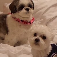 良子 (@yoshipeeee) 's Twitter Profile
