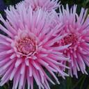 Amy Marion - @amysuz - Twitter