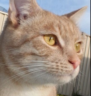 dmd_feistytige's profile picture. I like watching footy! Classic couch critic. Take me with a grain of salt 😁