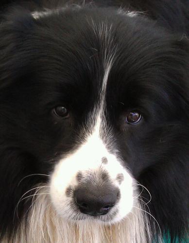 MHAust's profile picture. Just a good average player