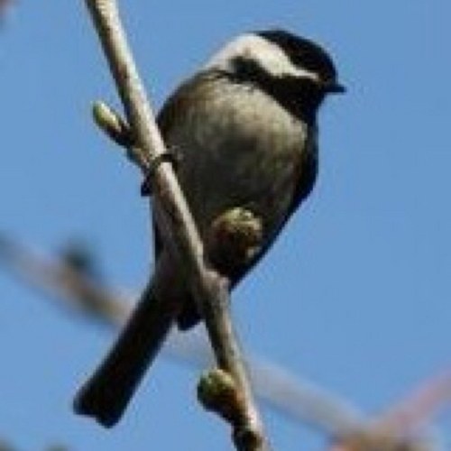 nutvit's profile picture. 