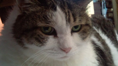 shiro__1313's profile picture. 先生で指揮官で開拓者で元旅人でプロキシでドクターでトレーナーです
バトオペ2は細々とデイリーはこなす程度に継続中。